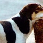 dog-i-cat