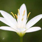 Peschanaya liliya - Livemaster - handmade
