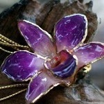 orchidema