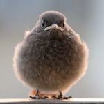 -angry-bird-