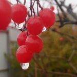 Аватар покупателя