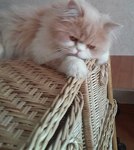 Svetlana - Livemaster - handmade