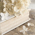 mybook