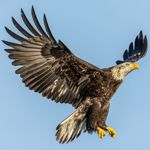 russianeagle