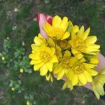 Vera, Valentina i Alesya Ruzhnevy - Livemaster - handmade