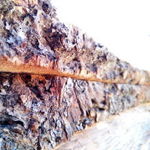heartwood