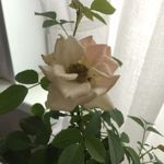 maras-creations-bymara