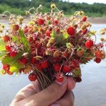 jetinna