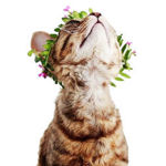 CatLess decor