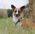 corgiart