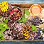 witchwoodhouseherbalist