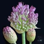 allium-masters