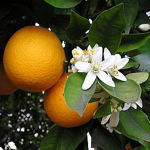 orangetreebloom