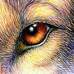 arcwolf