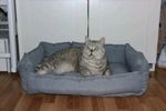 kirill-