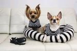 i-love-dogs