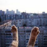 Аватар покупателя