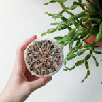 biomorphicmosaic