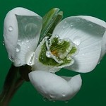 Аватар покупателя