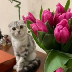 vioreshkina - Livemaster - handmade