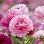 Olga "Flowers & Accessories" - Livemaster - handmade