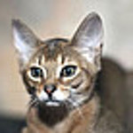 Olga Cats and Flowers - Livemaster - handmade