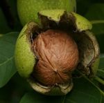 walnut-1