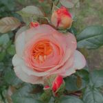 nataliya-86f