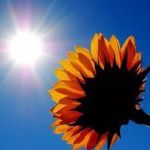sunshine-studio