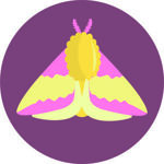 pinkmoth22