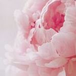 mypeonies
