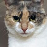HipCat - Livemaster - handmade