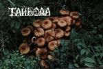 taibola
