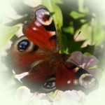 koreshevalarisa