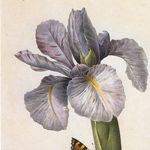 iris-family
