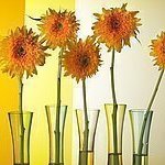 flowersimfony