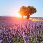 shop-provence