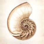 ll. ammonite Avtorskie ukrasheniya - Livemaster - handmade