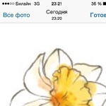 narcissus-j