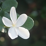 camelia-100