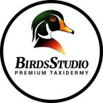 birdsstudio
