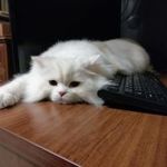 Аватар покупателя