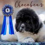 Nadezhda Supryaga (Chocobear) - Livemaster - handmade