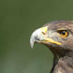 golden-eagle