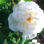 whiteflower4