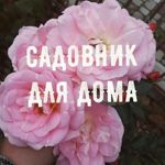 sadovnik-dlya-doma