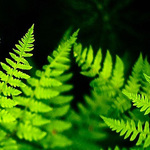 mossandfern