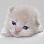 Аватар покупателя
