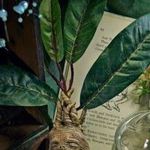 mandragora-shop