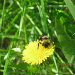 peganova
